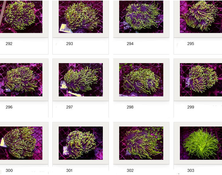 Kupang Corals