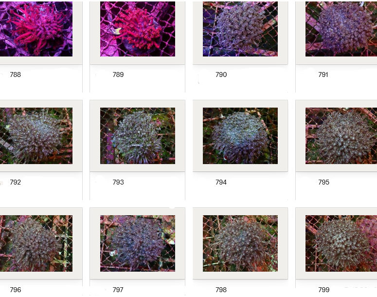 Kupang Corals