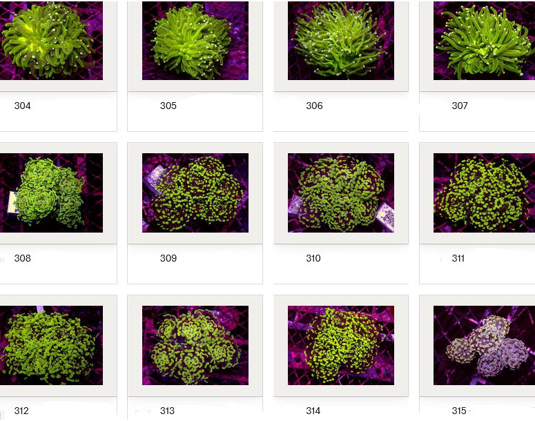 Kupang Corals
