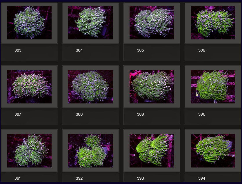 Kupang Corals