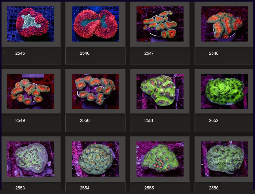 Kupang Corals