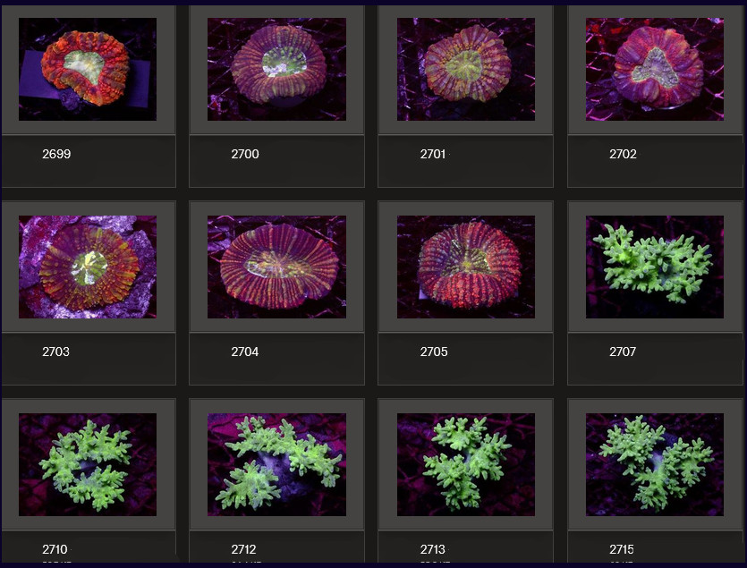 Kupang Corals
