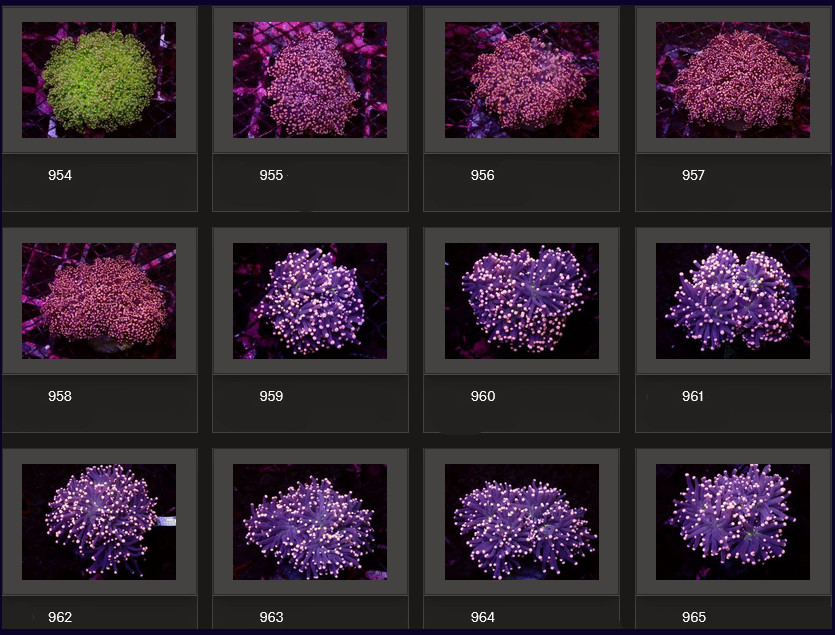 Kupang Corals