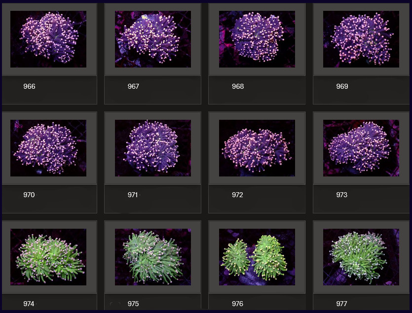 Kupang Corals