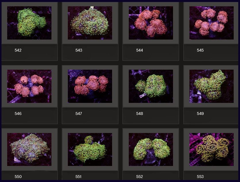 Kupang Corals