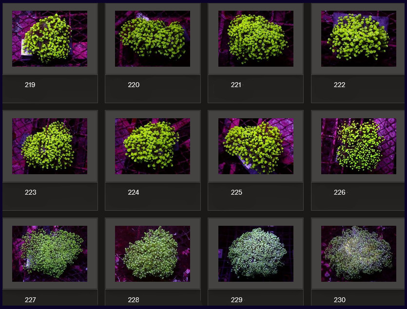 Kupang Corals