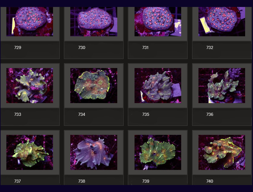Kupang Corals