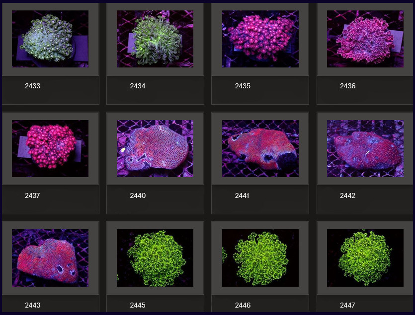 Kupang Corals