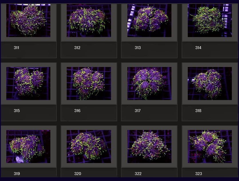 Kupang Corals