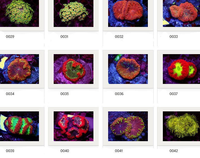 Kupang Corals