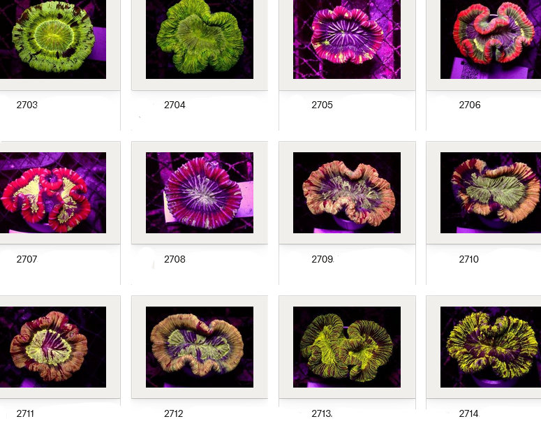 Kupang Corals