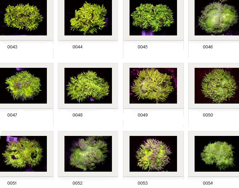 Kupang Corals