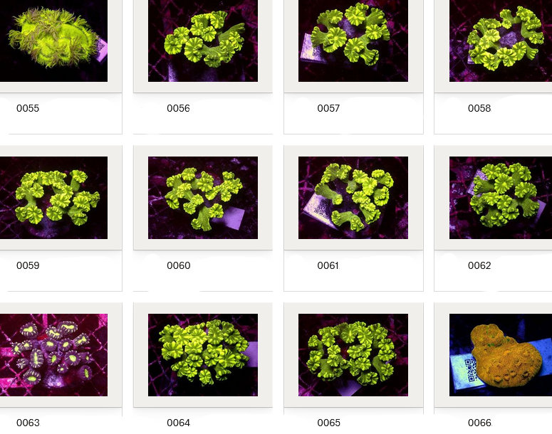 Kupang Corals