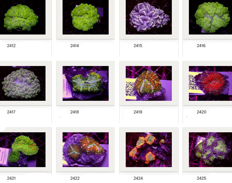 Kupang Corals