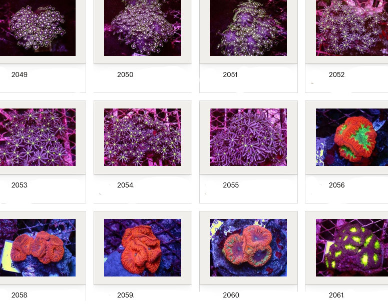 Kupang Corals