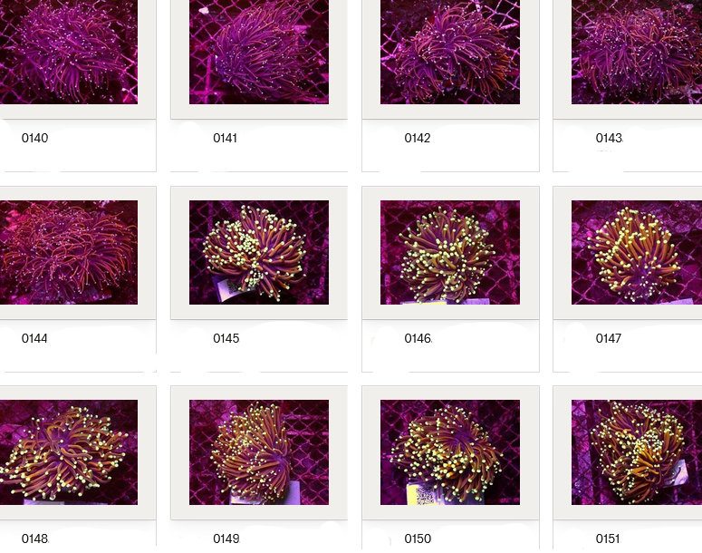 Kupang Corals