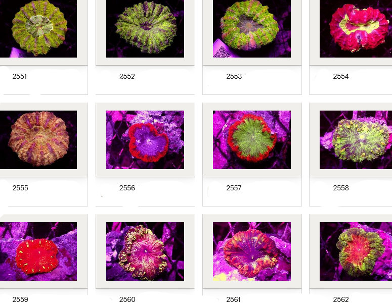 Kupang Corals