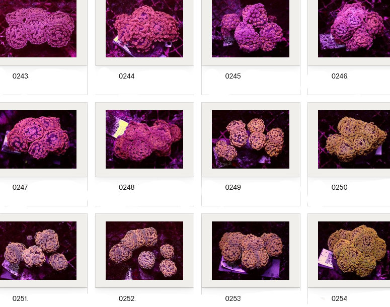 Kupang Corals