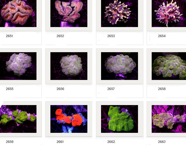 Kupang Corals