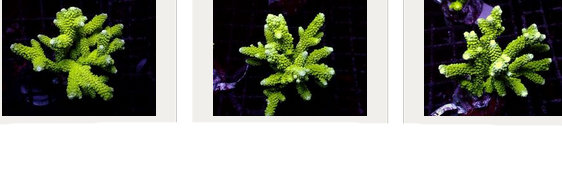 Kupang Acropora