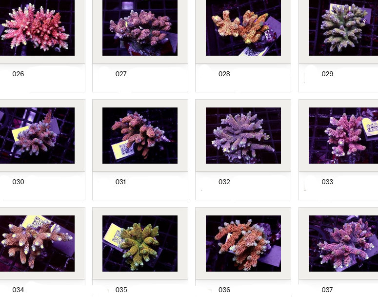 Kupang Acropora
