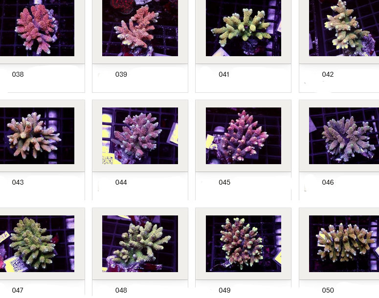 Kupang Acropora