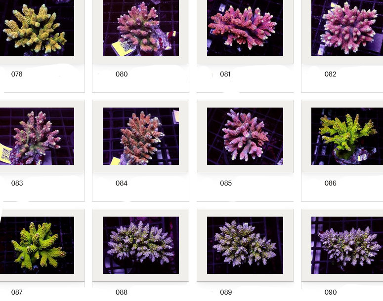 Kupang Acropora
