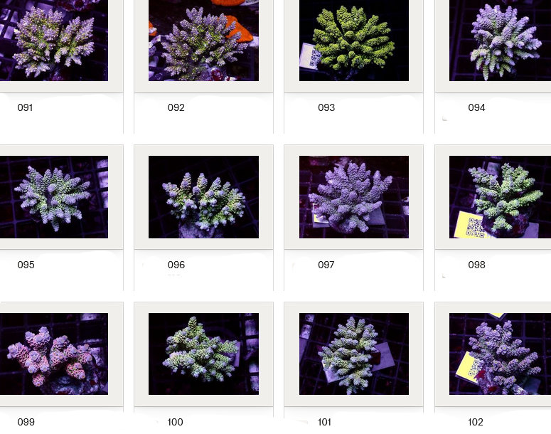 Kupang Acropora
