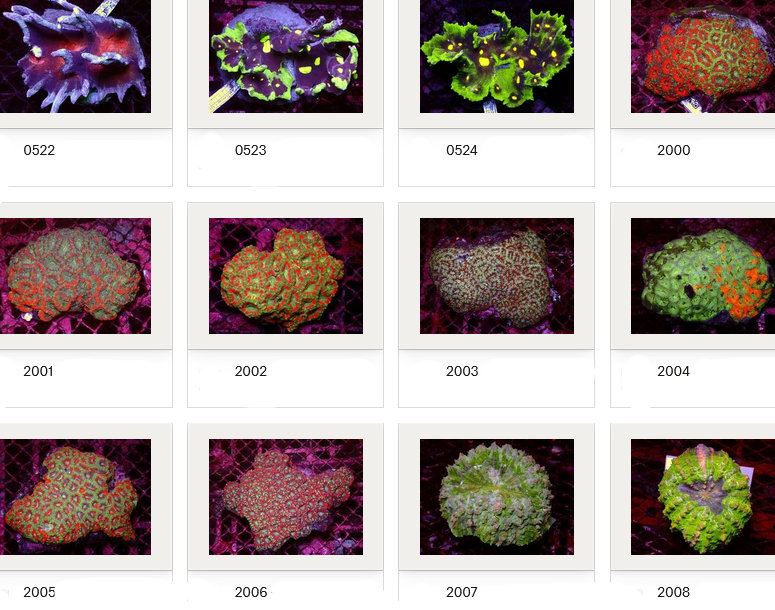 Kupang Corals