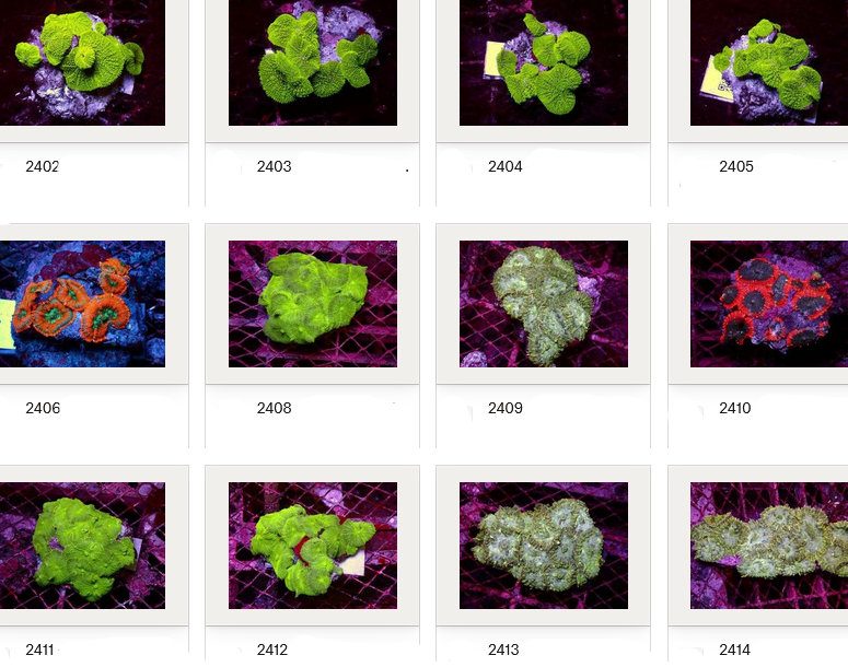 Kupang Corals