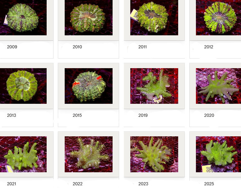 Kupang Corals