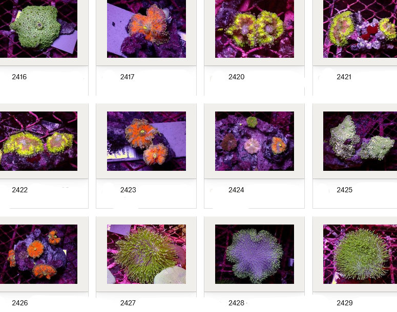 Kupang Corals