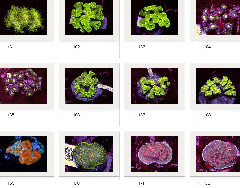 Kupang Corals