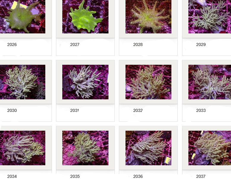 Kupang Corals