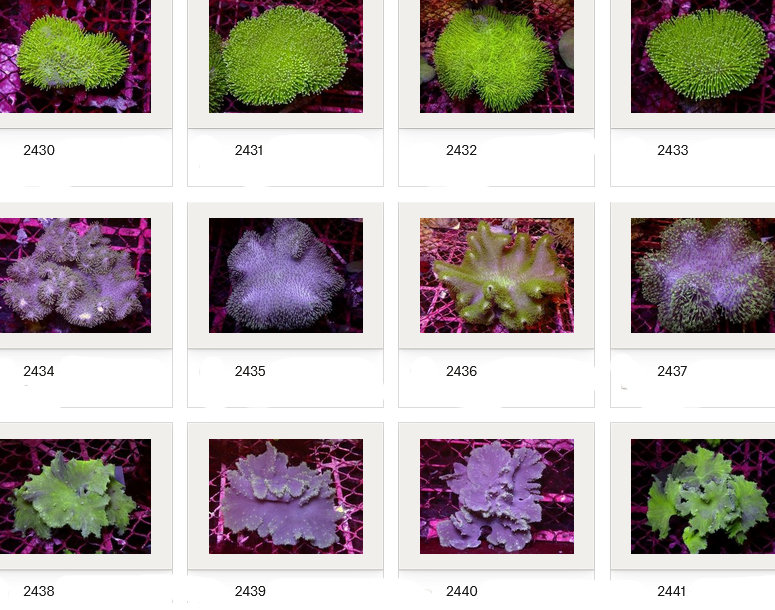 Kupang Corals