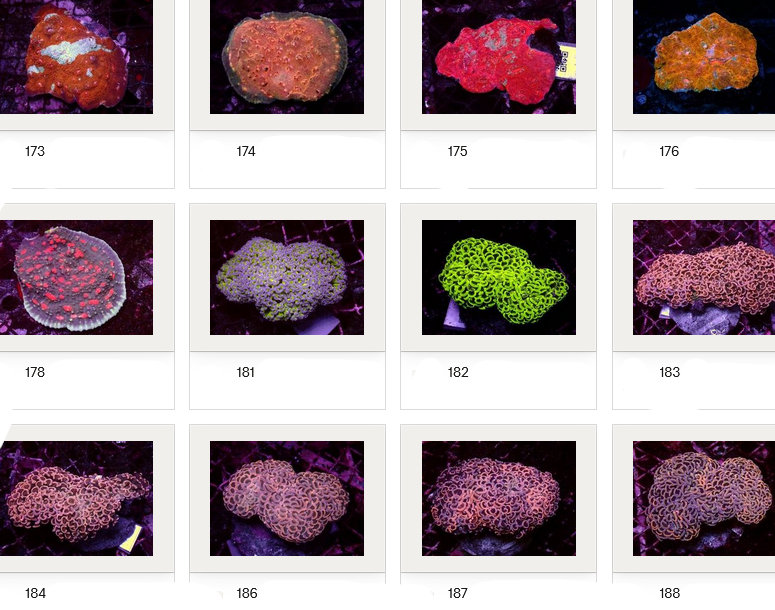 Kupang Corals
