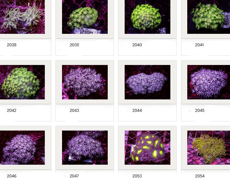 Kupang Corals