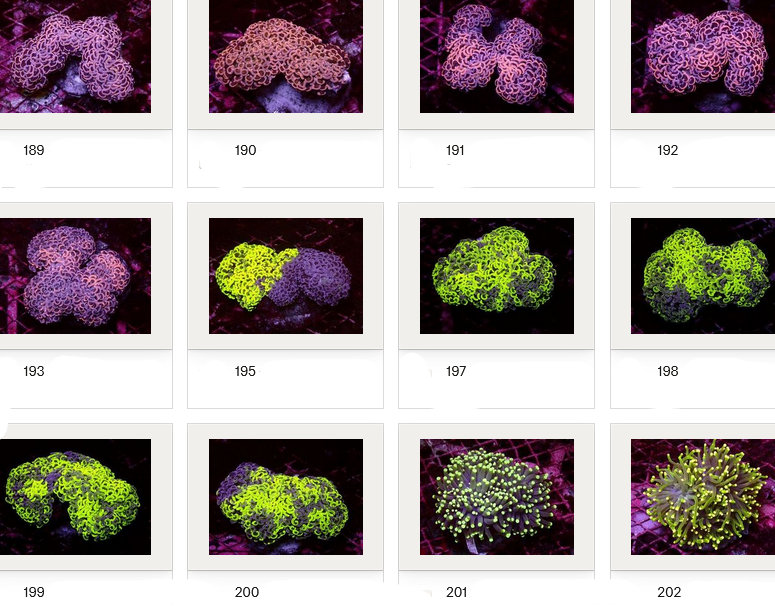 Kupang Corals