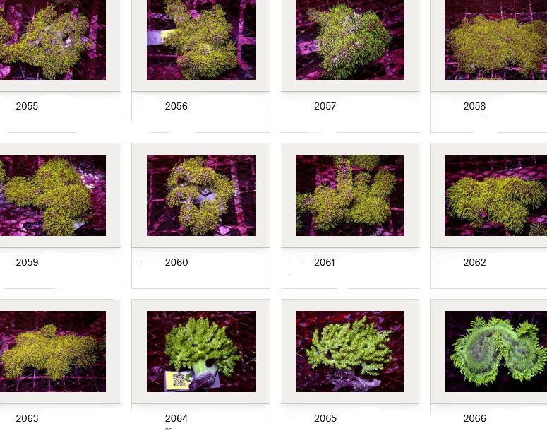 Kupang Corals