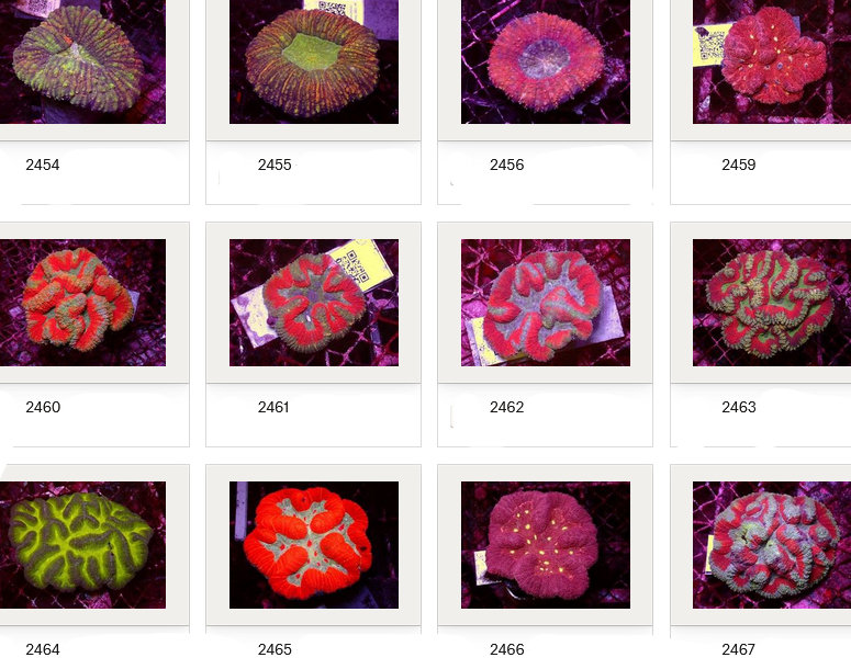 Kupang Corals