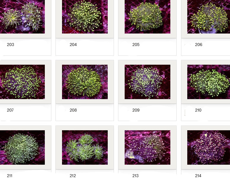Kupang Corals
