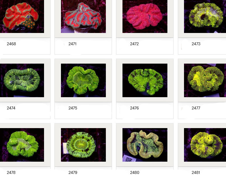Kupang Corals