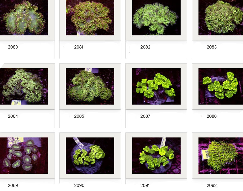 Kupang Corals