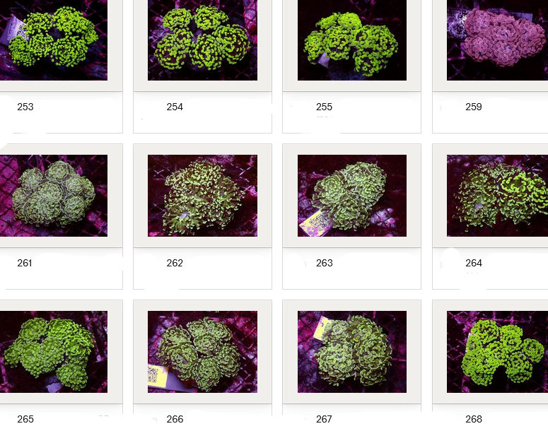 Kupang Corals