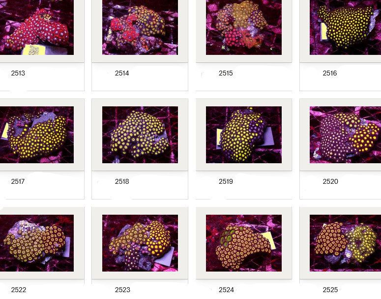 Kupang Corals