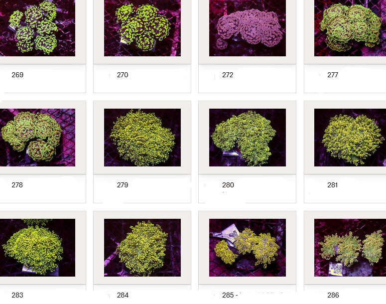 Kupang Corals