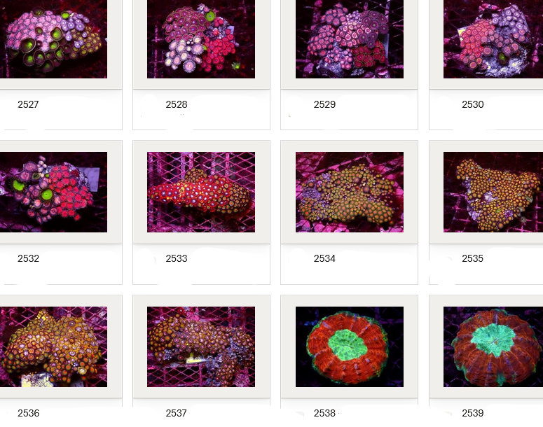 Kupang Corals