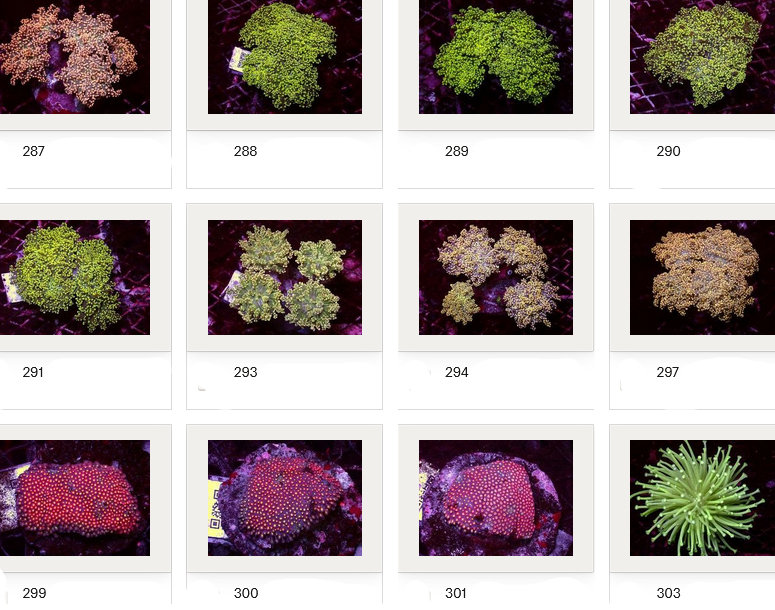Kupang Corals