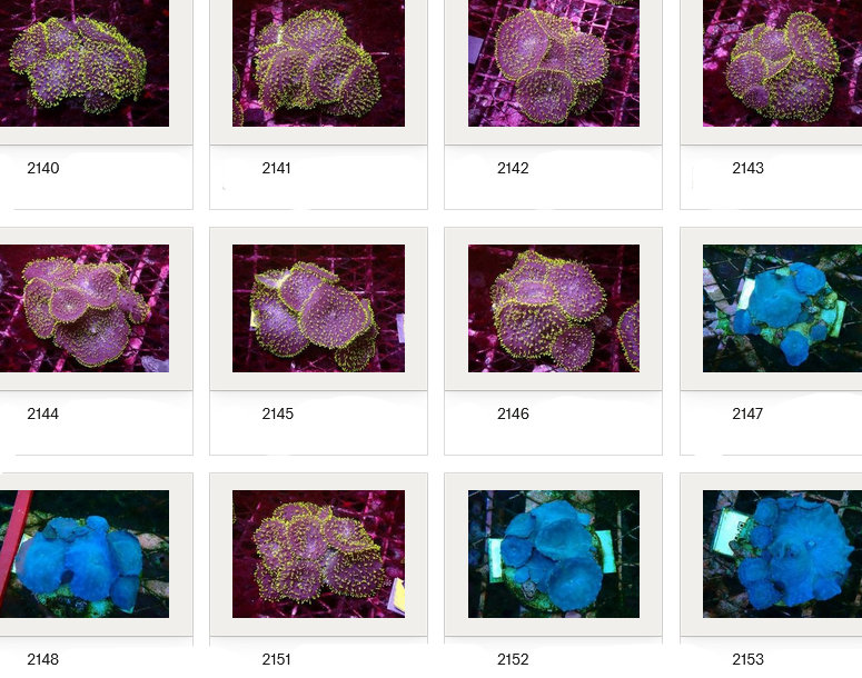 Kupang Corals