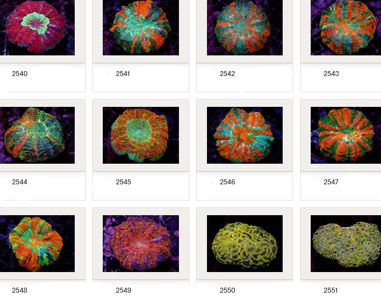 Kupang Corals